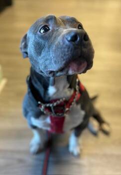 Rescue Mixed Breed Dogs for Adoption in Georgetown, South Carolina - Sassy | PetCurious