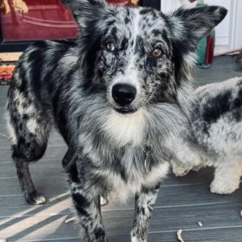 Trixie -  Australian Shepherd Dog for Adoption - Trixie | PetCurious