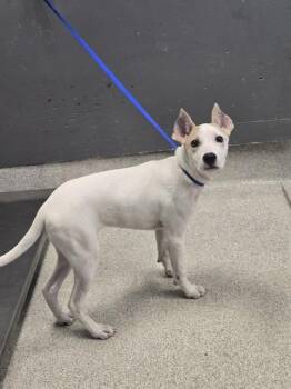 EDNA -  Pit Bull Terrier and Mixed Breed Dog for Adoption in Tallahassee, Florida - EDNA | PetCurious