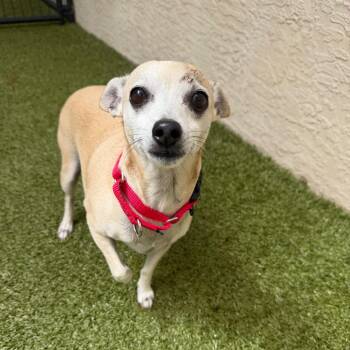 Rey -  Chihuahua and Mixed Breed Dog for Adoption in Titusville, Florida - Rey | PetCurious