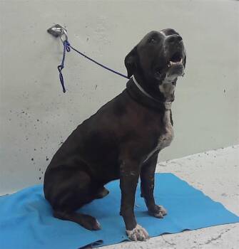 Staffordshire Bull Terrier and Mixed Breed Dogs Available for Adoption in Houston, Texas - MATTHEW | PetCurious