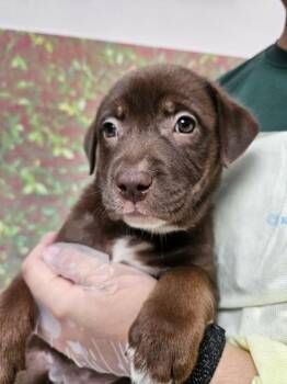 Priya -  Labrador Retriever and Mixed Breed Dog for Adoption in San Antonio, Texas - Priya | PetCurious
