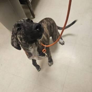Mac -  Mixed Breed Dog for Adoption in Lake Panasoffkee, Florida - Mac | PetCurious