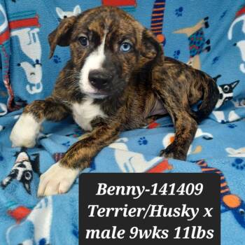 Benny -  Pit Bull Terrier and Husky Dog for Adoption in New Tazewell, Tennessee - Benny | PetCurious