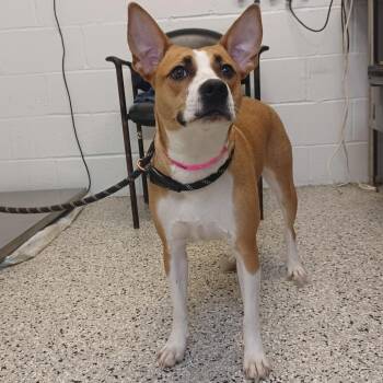 Basenji and Pointer Dogs Available for Adoption in Hattiesburg, Mississippi - Maple Syrup | PetCurious