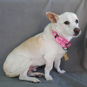 Chihuahua and Mixed Breed Dogs Available for Adoption in Richmond, California - SQUIGGLY | PetCurious