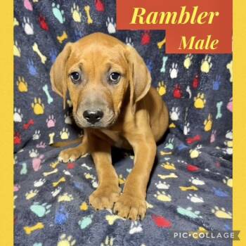 Hound Dogs Available for Adoption in Manchester, Connecticut - Rambler | PetCurious