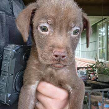 Nibbles -  Chocolate Labrador Retriever Dog for Adoption in Birmingham, Alabama - Nibbles | PetCurious