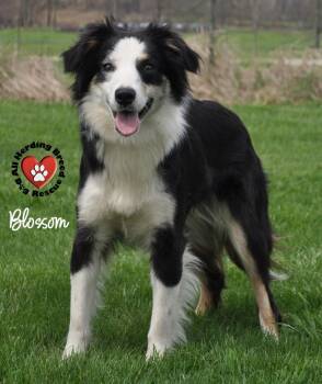 Australian Shepherd Dogs Available for Adoption in Joliet, Illinois - Blossom | PetCurious