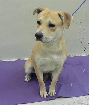 Labrador Retriever and Staffordshire Bull Terrier Dogs Available for Adoption in Houston, Texas - A2069423 | PetCurious