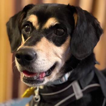 Frida -  Miniature Pinscher and Beagle Dog for Adoption in Portland, Oregon - Frida | PetCurious
