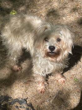 Shih Tzu and Poodle Dogs Available for Adoption in Social Circle, Georgia - 2.. Luna | PetCurious