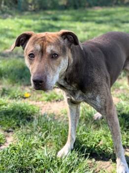 ANNIE -  Hound and Mixed Breed Dog for Adoption in St. Peters, Missouri - ANNIE | PetCurious