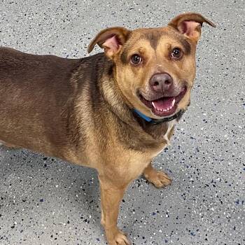 Australian Cattle Dog Blue Heeler and Mixed Breed Dogs Available for Adoption - Angel | PetCurious