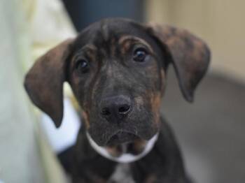 Granite -  Mastiff and Hound Dog for Adoption in Portland, Oregon - Granite | PetCurious