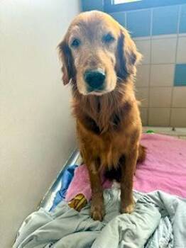 Golden Retriever Dogs Available for Adoption in Los Angeles, California - Muncy | PetCurious