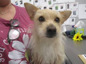 NUGGET -  Schnauzer Dog for Adoption in Ocala, Florida - NUGGET | PetCurious