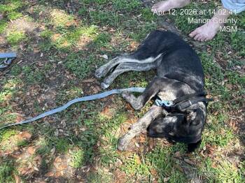 German Shepherd Dog and Mixed Breed Dogs Available for Adoption in Ocala, Florida - A380209 | PetCurious