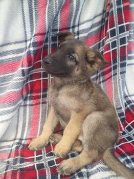 Rescue German Shepherd Dog Dogs for Adoption in Lucas, Texas - VERONICA GS | PetCurious