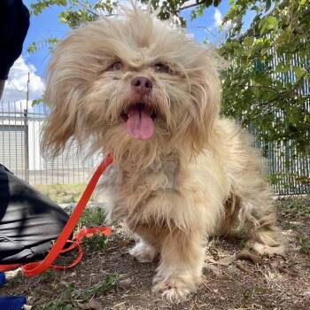 Fizgig -  Shih Tzu and Mixed Breed Dog for Adoption in Wimberley, Texas - Fizgig | PetCurious
