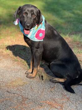 Rescue Mixed Breed Dogs for Adoption in Sumter, South Carolina - Mindy (Are You Looking For Sweetness) | PetCurious