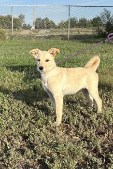 Rowan -  Mixed Breed Dog for Adoption in Torrington, Wyoming - Rowan | PetCurious