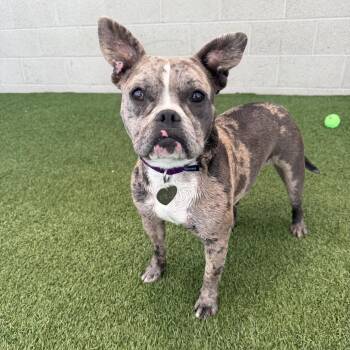 Sarsaparilla -  Pit Bull Terrier and French Bulldog Dog for Adoption in Los Angeles, California - Sarsaparilla | PetCurious