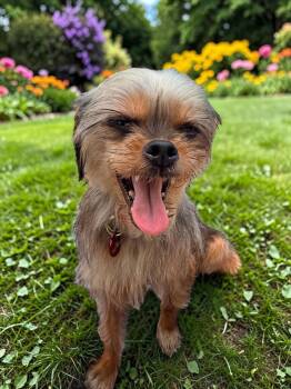Patty -  Yorkshire Terrier Dog for Adoption in Memphis, Tennessee - Patty | PetCurious