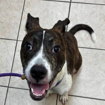 Pit Bull Terrier Dogs Available for Adoption - Cricket | PetCurious