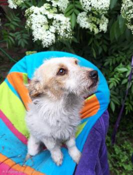 Jack Russell Terrier and Papillon Dogs Available for Adoption in Missouri City, Texas - Flaviana MD14391-T | PetCurious