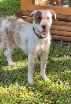 Rescue Wirehaired Terrier and American Bulldog Dogs for Adoption in Homestead, Florida - Buddy Blue | PetCurious