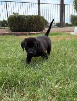 Ferris -  Black Labrador Retriever Dog for Adoption in Phoenix, Arizona - Ferris | PetCurious