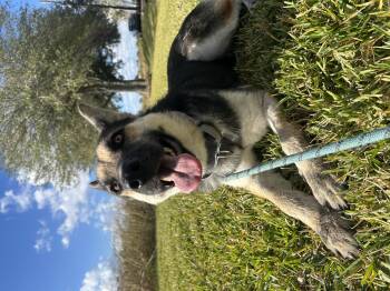 Rescue German Shepherd Dog Dogs for Adoption in Pearland, Texas - Amelia | PetCurious