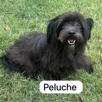 Peluche -  Shih Tzu and Yorkshire Terrier Dog for Adoption in Humacao, Humacao - Peluche | PetCurious