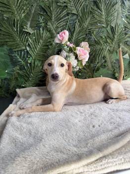 Mixed Breed Dogs Available for Adoption in Richmond, Virginia - Ginger Rogers | PetCurious