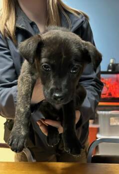 Labrador Retriever and Mixed Breed Dogs Available for Adoption - Expo | PetCurious