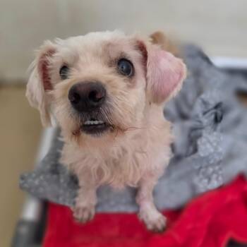 Winson - Chino Hills Location -  Maltese and Mixed Breed Dog for Adoption in Chino Hills, California - Winson - Chino Hills Location | PetCurious