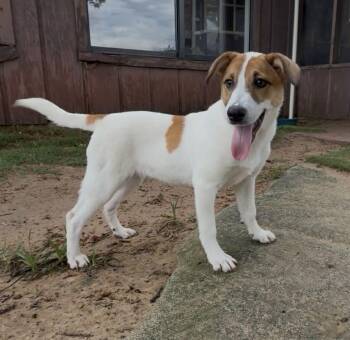 Jack Russell Terrier Dogs Available for Adoption in Mineola, Texas - Gracie | PetCurious