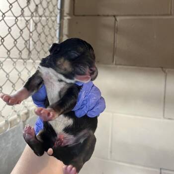 Shepherd Dogs Available for Adoption - Maizie Pup 2 | PetCurious