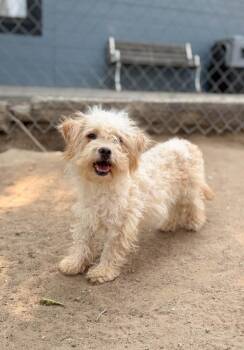 Soda -  Poodle and Mixed Breed Dog for Adoption in Severance, Colorado - Soda | PetCurious