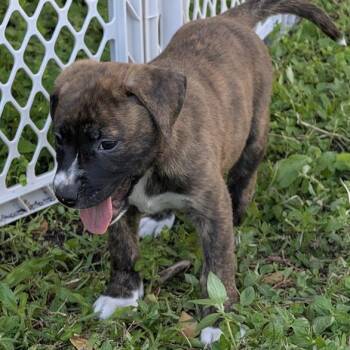 Mixed Breed Dogs Available for Adoption - Apple | PetCurious