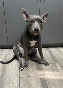 REED -  Pit Bull Terrier Dog for Adoption in Redlands, California - REED | PetCurious