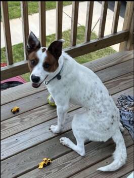 Scout -  Australian Cattle Dog Blue Heeler Dog for Adoption in Lakewood Ranch, Florida - Scout | PetCurious