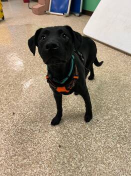 Mixed Breed Dogs Available for Adoption - Nini | PetCurious