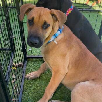 Black Mouth Cur Dogs Available for Adoption in Tampa, Florida - Sequoia | PetCurious