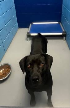 Rescue Staffordshire Bull Terrier and Labrador Retriever Dogs for Adoption in Hartsville, South Carolina - Babe | PetCurious