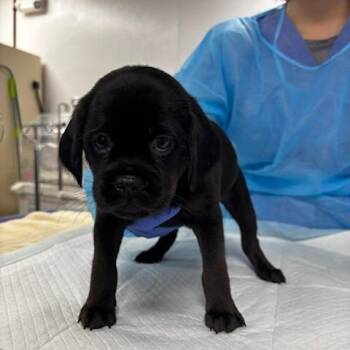 Poppy seed -  Mixed Breed Dog for Adoption in New York, New York - Poppy Seed | PetCurious