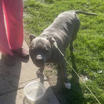 Pit Bull Terrier Dogs Available for Adoption in Indianapolis, Indiana - Ceniza | PetCurious