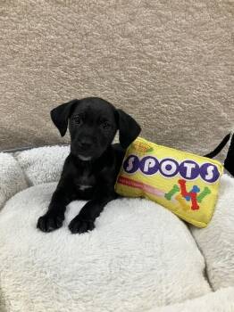 Mixed Breed Dogs Available for Adoption - Amethyst | PetCurious