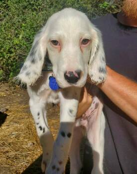 Wesley- Foster to Adopt -  English Setter Dog for Adoption in Wood Dale, Illinois - Wesley- Foster To Adopt | PetCurious